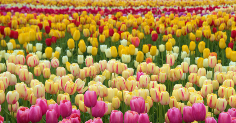 Discover the top 10 activities to do in Canada this spring—from cherry blossoms to outdoor adventures. Make the most of the season.